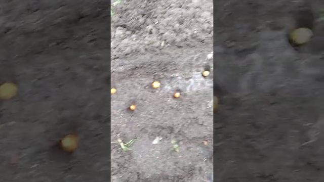 Посадка Лука Севка весной / Обработка и удобрения для Севка смотреть онлайн