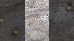 Посадка Лука Севка весной / Обработка и удобрения для Севка