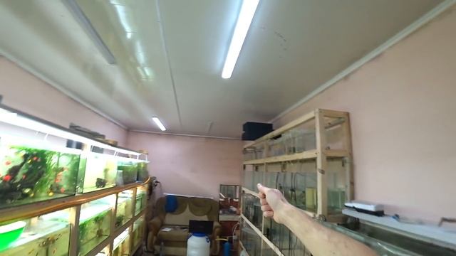 Об отоплении и грибке на стенах смотреть онлайн