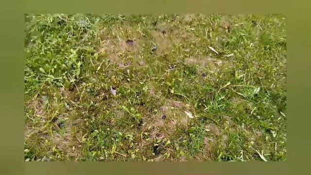 Мои средне азиатские черепахи и их смешные истории в городе смотреть онлайн