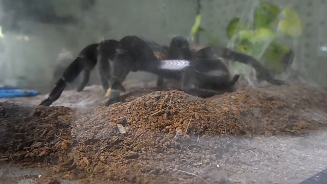 Кормление паука-птицееда.Паук Брахипельма Ваганс охотится на зофобас. смотреть онлайн