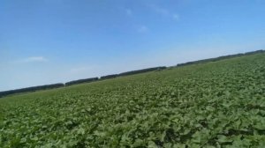 Трибенурон-метил на подсолнечнике экспресс 35 гр./га с прилипателем ЛИП против мари белой.