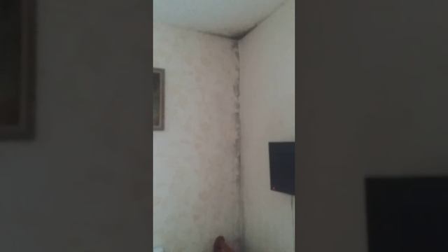 Ужасная плесень в квартире,вот так топят друзья!Владиммрская обл,Суздальский район,Новый поселок смотреть онлайн