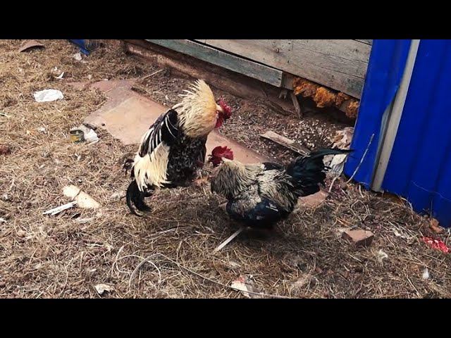 Сказка после бани. смотреть онлайн