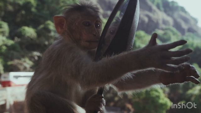 Самые редкие обезьяны в дикой природе 🐒🙊