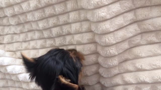 VLOG:Обновки для йорков,Юся заболела.новости канала.щенки йорка