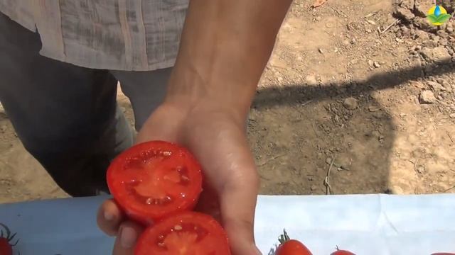 Обзор урожайного томата Индио F1 - Надежный гибрид для транспортировки ? смотреть онлайн
