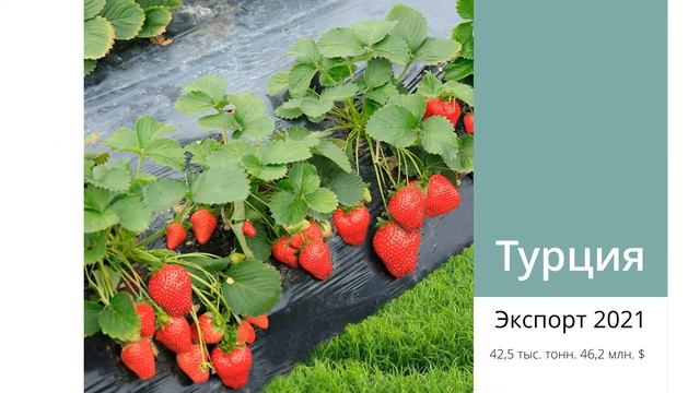 В 2021 году Россия лидировала по импорту клубники из Турции смотреть онлайн