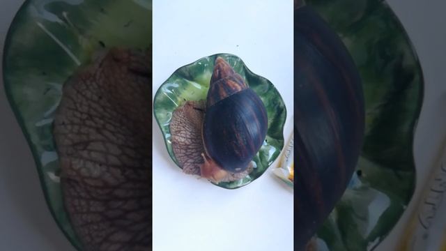?Улитка - Ахатина Иммакулята Achatinaimmaculata? смотреть онлайн