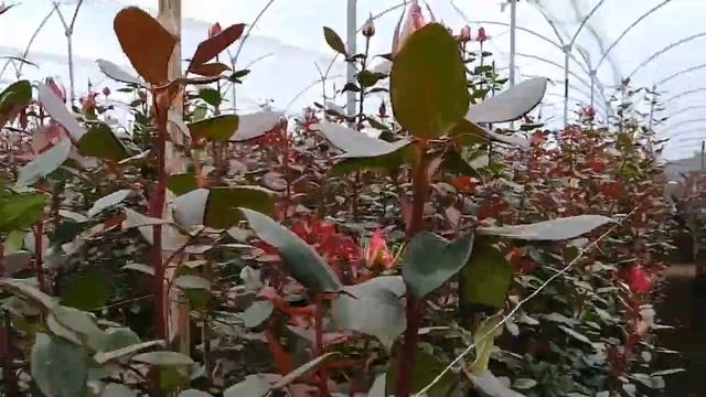 Moody Blu сорт розы в Эквадорской плантации смотреть онлайн