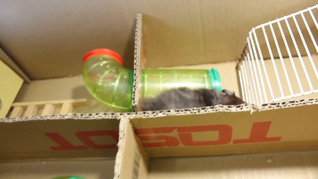 Чернуха застряла в лабиринте?! / Blacky hamster got stuck in labyrinth смотреть онлайн