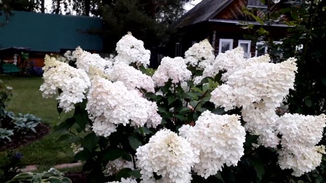 ✿➽ Гортензия Ванилла Фрейз ?? сезон 2019 смотреть онлайн