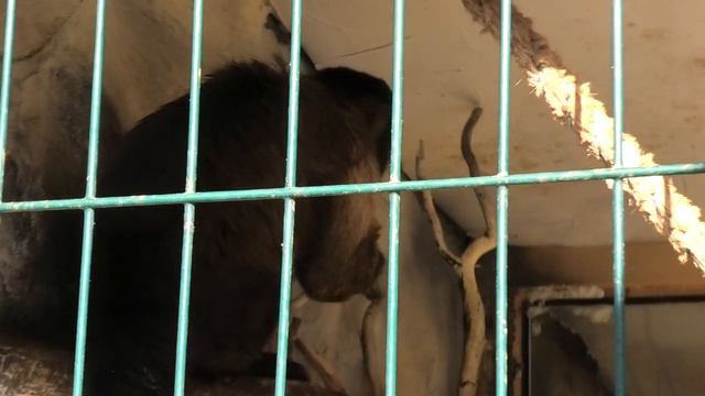 Много вкуснятины для любимого, разговорчивого Абу! Lots of gifts for your beloved, talkative Abu! смотреть онлайн