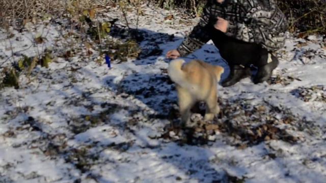 AKITA INU TAKARA смотреть онлайн