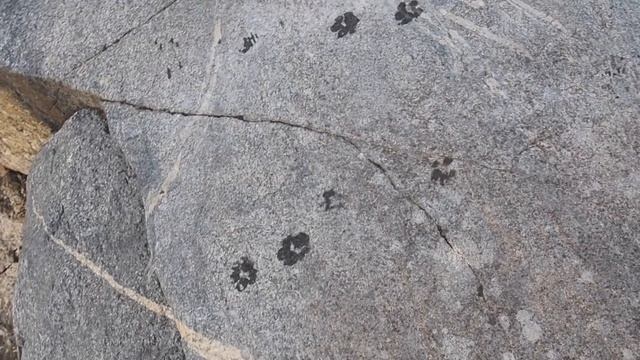 Каменный берег Ладоги, замечательная прогулка с шипперке Балто смотреть онлайн