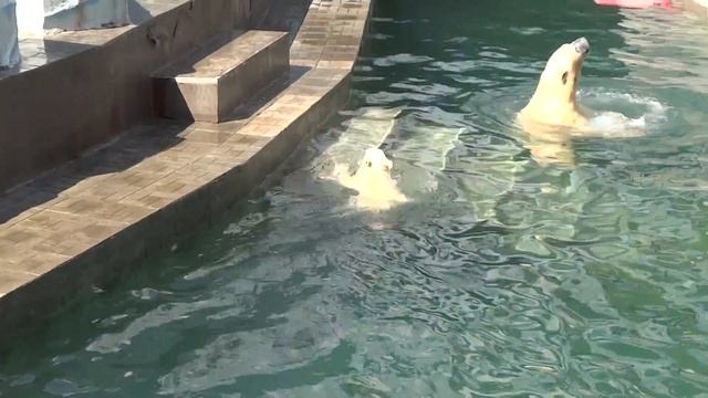 Герда и малыш. Плаваем и ныряем! Кто лучше, кто быстрее? 22.05.2016 смотреть онлайн