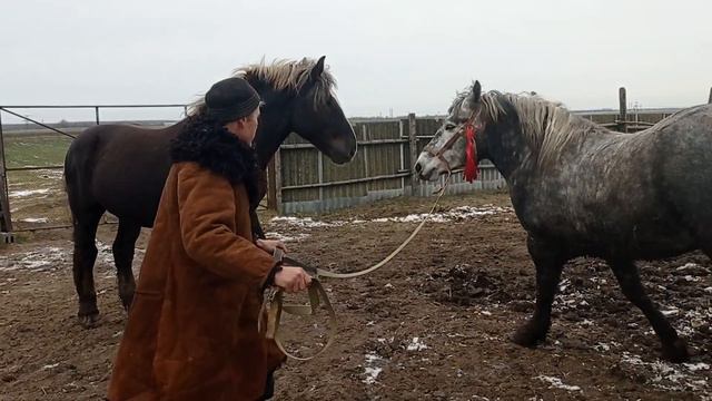 Кобыла Альфа знакомится с жеребцом смотреть онлайн