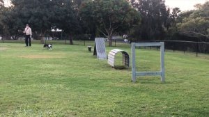 Бордер колли что нужно знать, прежде чем приобрести эту породу