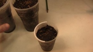 Как вырастить берёзу. Посадка семян. Часть 5.