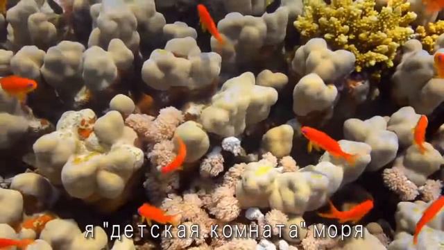 Природа говорит – Коралловый риф смотреть онлайн