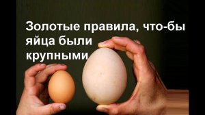 Крупные яйца у кур - что для этого надо сделать