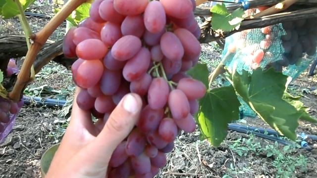 Виноград Ризамат 2018 (Панченко) смотреть онлайн