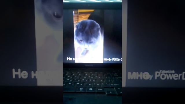 Кот говорит голова моя болит смотреть онлайн