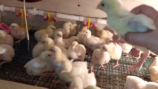 Как определить пол цыпленка. Петушок или курочка как узнать смотреть онлайн