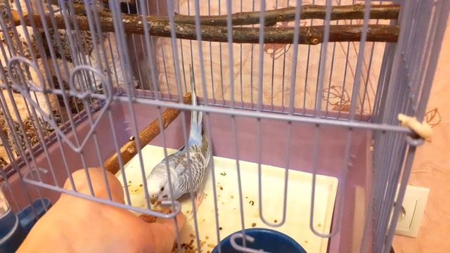 КАК БЫСТРО ПРИРУЧИТЬ ДИКОГО ПОПУГАЯ К РУКАМ? Приручить попугая сразу после покупки возможно! смотреть онлайн