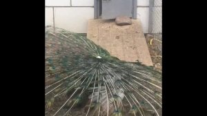 ?  Спаривание павлинов