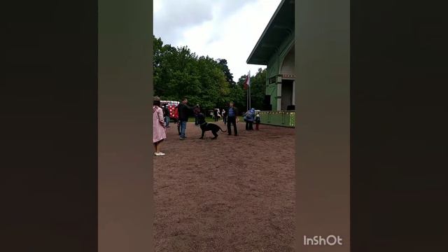 Экофест. Спб-Сестрорецк. Парк Дубки. смотреть онлайн