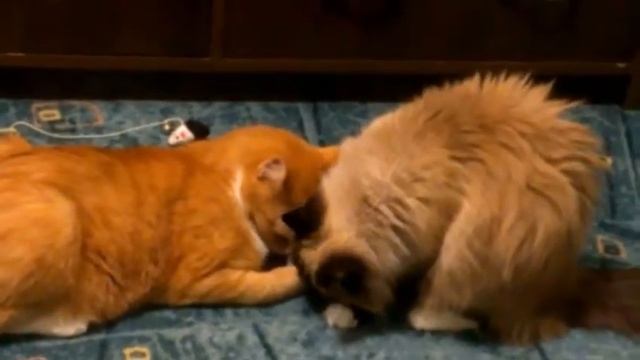 Кошки и валерьянка )))))) смотреть онлайн