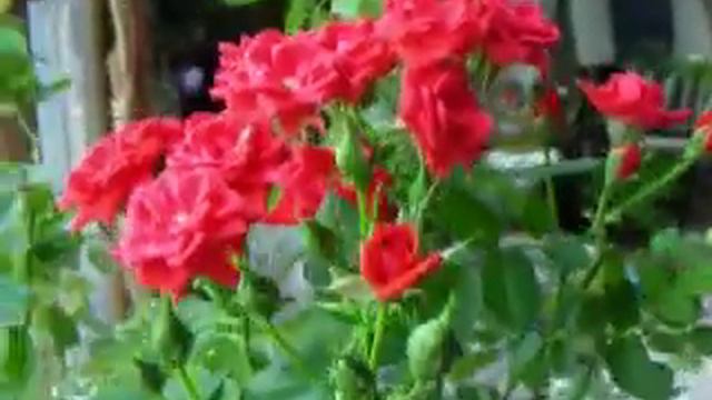 Yellow rose rooted in Liquid Soil смотреть онлайн