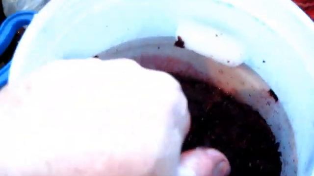 МЕЗГА из ВИНОГРАДА КАБЕРНЕ + 6 ЗАБРОДИЛА на ВТОРЫЕ СУТКИ смотреть онлайн