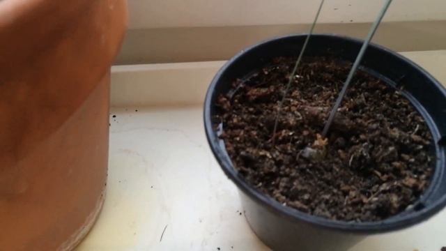 Альбука спиральная, уход и размножение смотреть онлайн