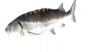 Рыба танцует.