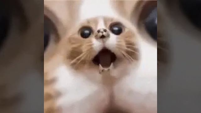 Kat смотреть онлайн