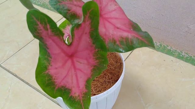 Tanaman Caladium Bicolor Pinkburst