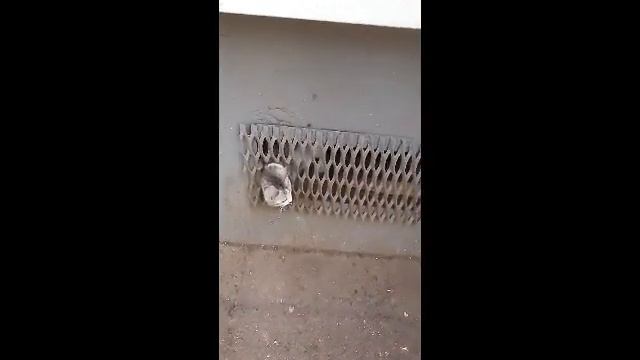 Кормлю голубей и бездомных кошек смотреть онлайн