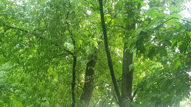 Sounds of nature, music. Звуки природы, гроза смотреть онлайн