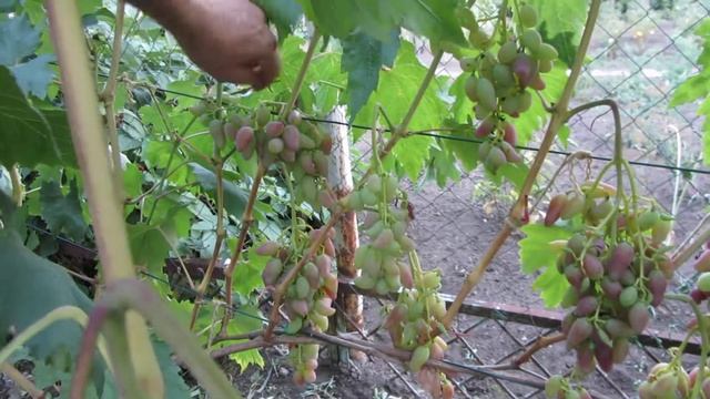 Виноград Подарок Несветая Академический Дубовский Розовый Теплова Татьяна смотреть онлайн