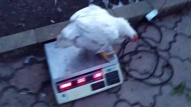 Бизнес на бройлерах, контрольное взвешивание бройлеров, взвешивание в 44 сутки. смотреть онлайн