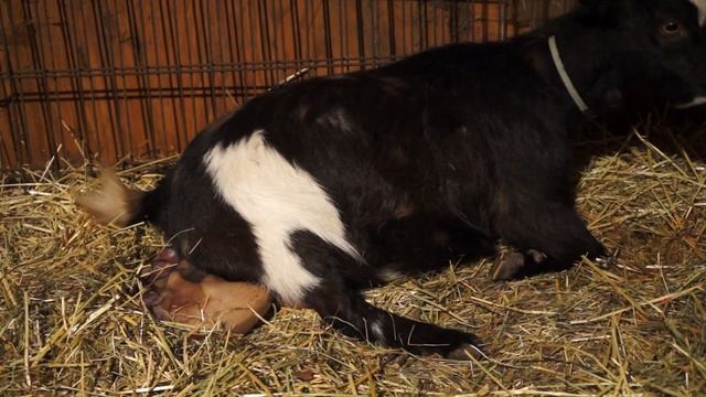 нигерийская карликовая козочка рожает смотреть онлайн