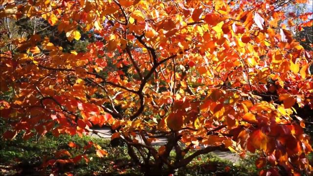 Багрянец с золотом смотреть онлайн