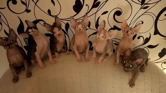 Котята поют хором! 🙀😽 which kotosemya funny cats смотреть онлайн