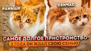 Рыжик спустя 2 года уехал в свою новую семью. История нахождения Рыжика до самого пристройства.