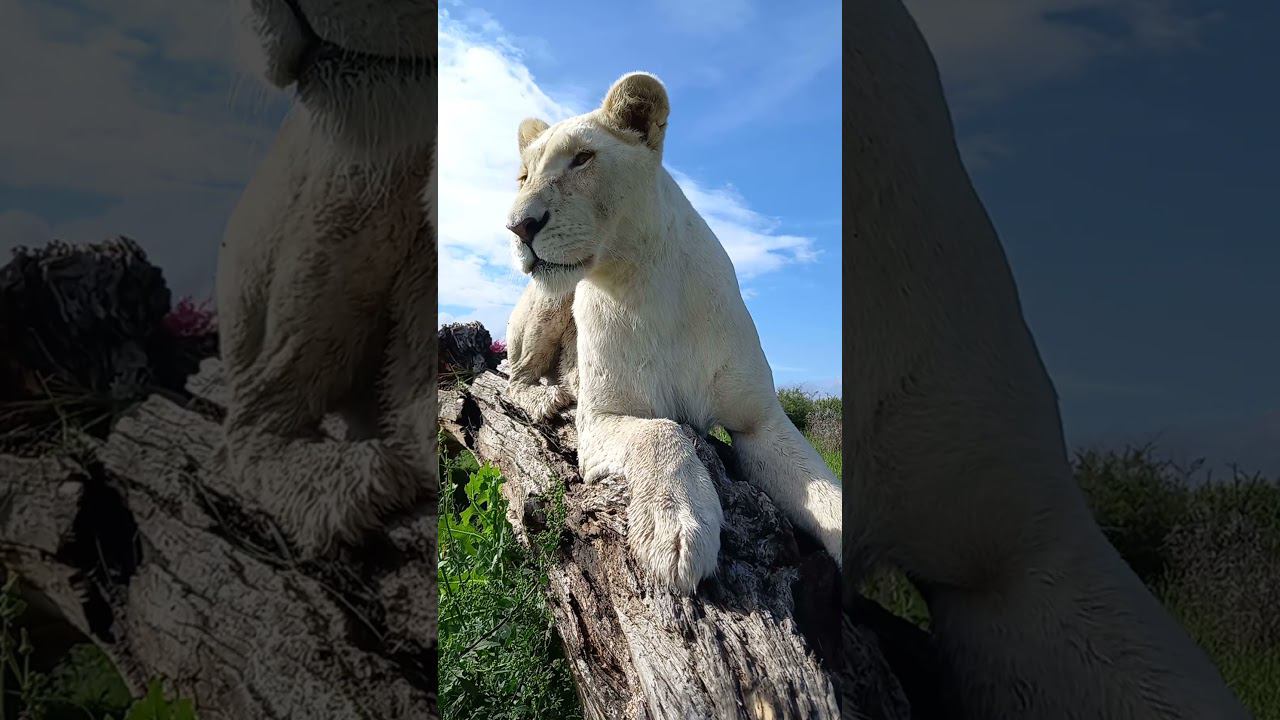 Lioness in white. Львица в белом. #белыйлев смотреть онлайн