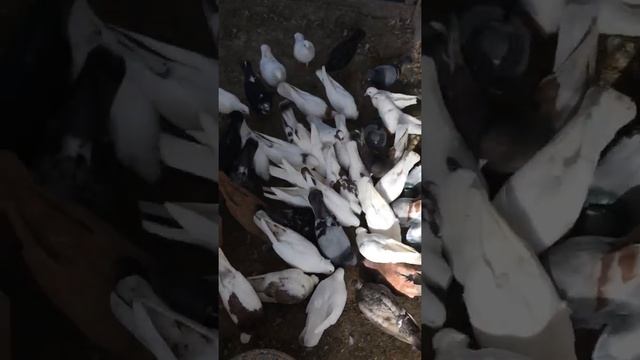 Игровые бойные армянские голуби смотреть онлайн