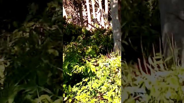 Екатеринбург незаконная вырубка деревьев. 03062021 смотреть онлайн
