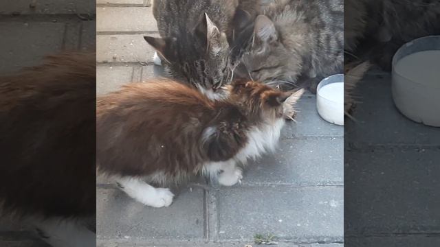Коты, кошки и котята. Новые знакомые в новом дворе. смотреть онлайн
